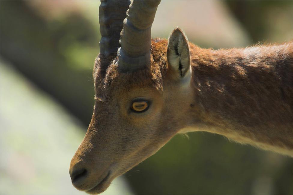 El ojo de la cabra montés. (Capra pyrenaica hispanica)